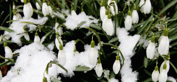 Garten im Februar - Schneeglöckchen
